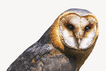 Barn owl collage element, isolated | Free Photo - rawpixel