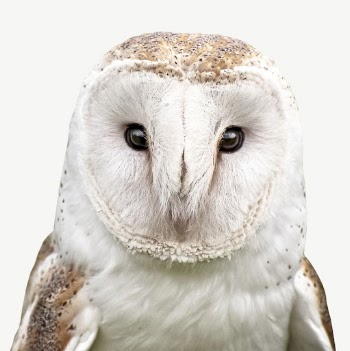 Barn owl collage element psd | Free PSD - rawpixel