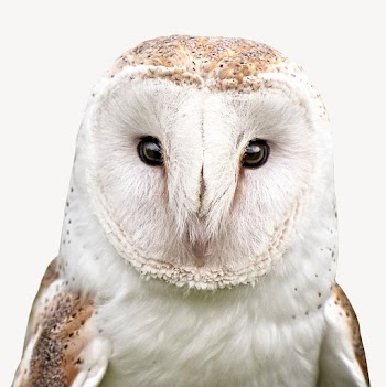 Barn owl isolated design | Free Photo - rawpixel