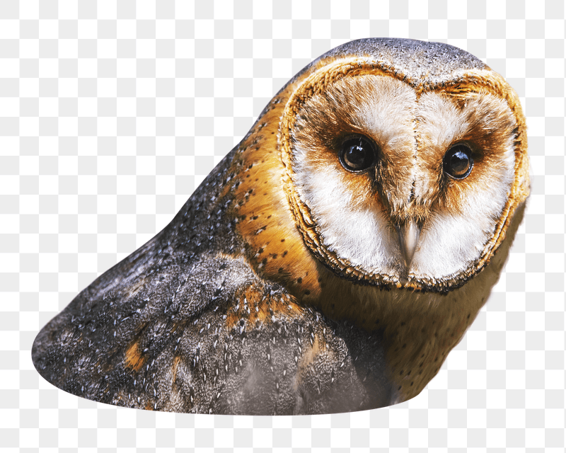 Barn owl png sticker, transparent | Free PNG - rawpixel
