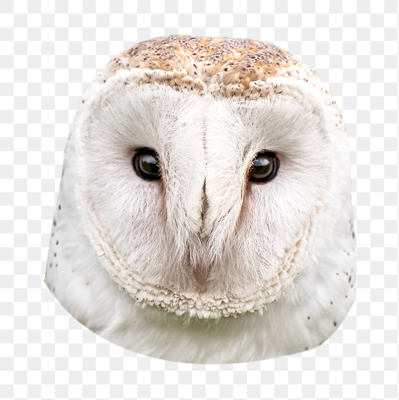Barn owl png sticker, transparent | Free PNG - rawpixel