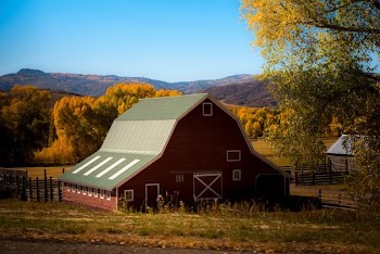 barn surrounded by trees