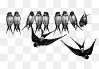 Barn swallow Bird flight Bird flight - flock of birds 