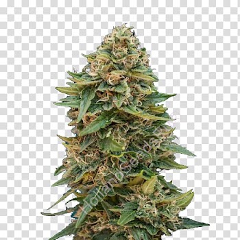 Barneys Farm Shop Cannabis Cup Seed Cannabis sativa, skunk transparent background PNG clipart