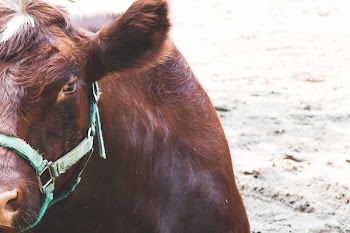 Barnyard Cow