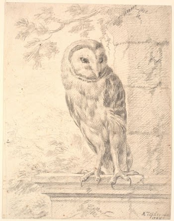 Baron von Stosch's owl | Free Photo - rawpixel