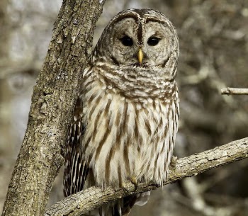 Barred Owl. Free public domain | Free Photo - rawpixel