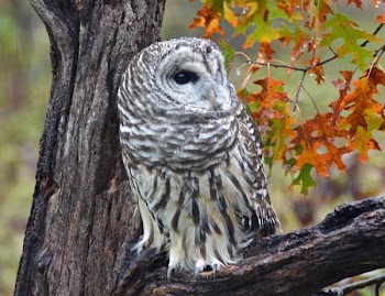 Barred Owl in the Rain.JPG