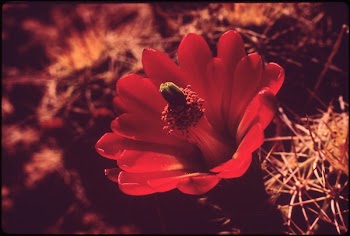 Barrel cactus in bloom. Hovenweep | Free Photo - rawpixel
