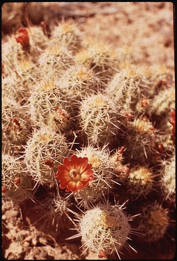Barrel cactus in bloom. Hovenweep | Free Photo - rawpixel