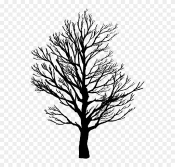 Barren, Branches, Nature, Plant, Plants, Silhouette - Screws Us Up Most In Life