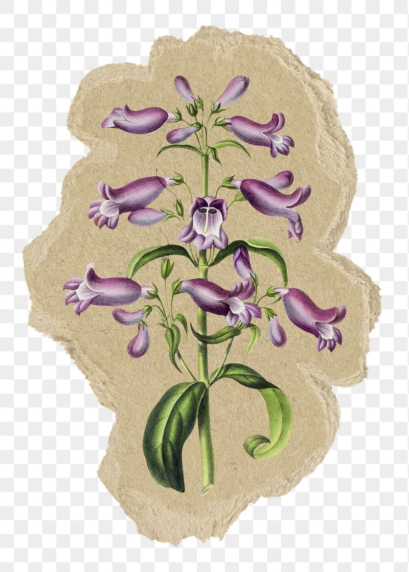 Barrett's penstemon flower png sticker, | Free PNG Illustration - rawpixel