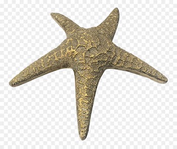 Baseball, Troy Ball Clubs Grounds, Swampoodle Grounds, Starfish, Echinoderm PNG