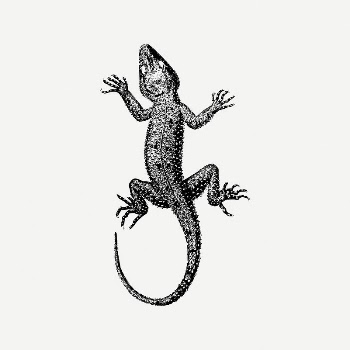 Basic lizard collage element, vintage | Free PSD Illustration - rawpixel