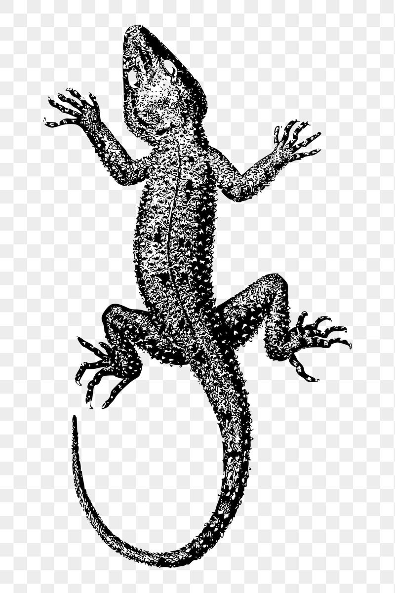 Basic lizard png sticker illustration, | Free PNG - rawpixel