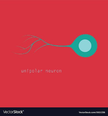 Basic neuron types vector image