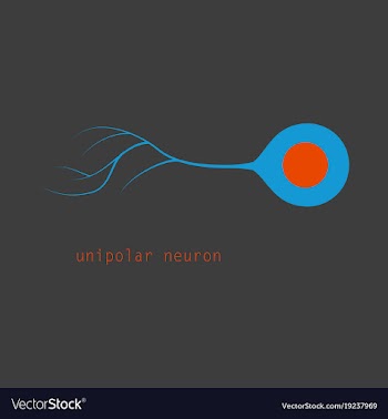 Basic neuron types vector image