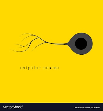 Basic neuron types vector image