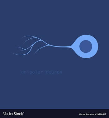 Basic neuron types vector image