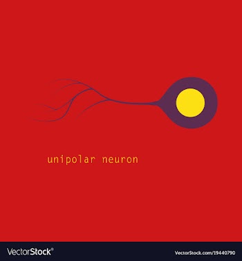 Basic neuron types vector image