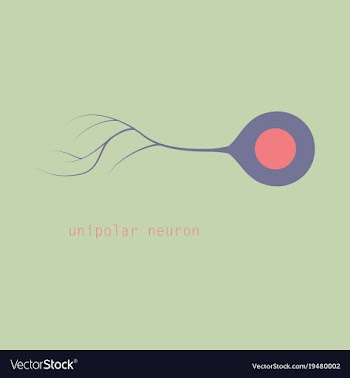 Basic neuron types vector image