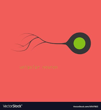 Basic neuron types vector image