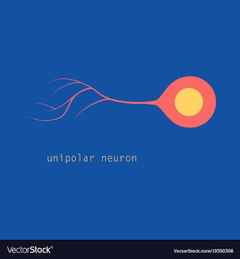 Basic neuron types vector image