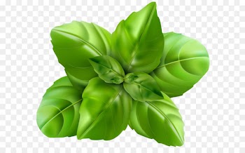 Basil Herb Clip art - Basil PNG Clip Art Image 