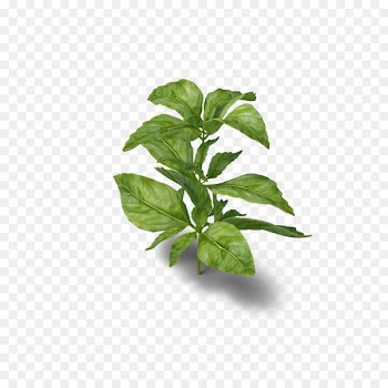 Basil Herb Medicinal plants Parsley - Basil herb 