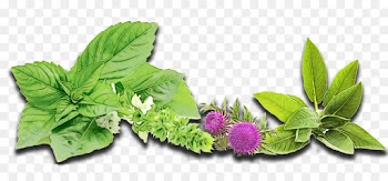Basil, Herbalism, Herb, Leaf, Aquarium Decor PNG