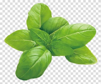 Basil leaf, Italian cuisine Basil Herb Leaf vegetable Mozzarella, basil transparent background PNG clipart