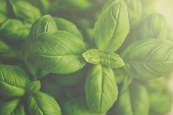 Basil Leaves