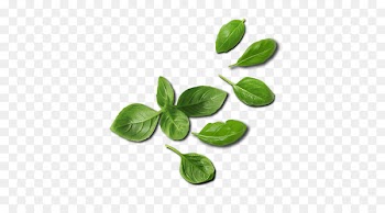 Basil Pizza Thai cuisine Brazil Information -  