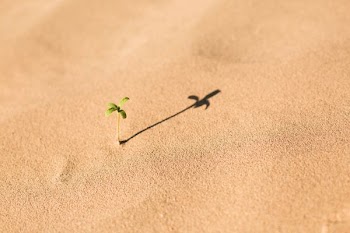 basil plant on brown soil