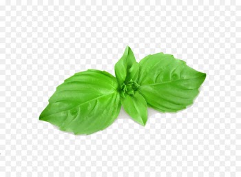 Basil Royalty-free Mint Illustration - Cartoon mint leaves 