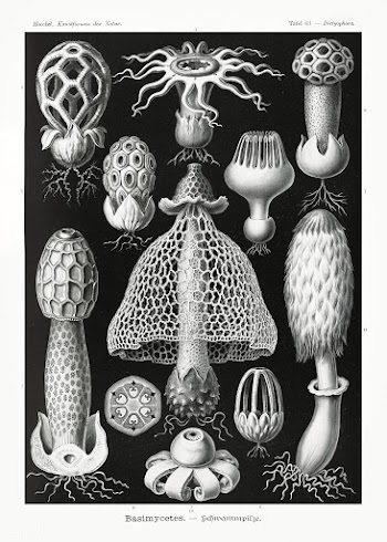 Basimycetes&ndash;Schwammpilze from Kunstformen der Natur (1904) by Er.. | Free public domain illustration - 2270304