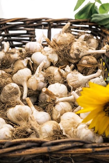 Basket Of Garlic