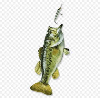 Bass fishing Bass fishing Fishing Rods Fishery - Fishing 