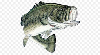 Bass fishing Largemouth bass Angling - fishing 