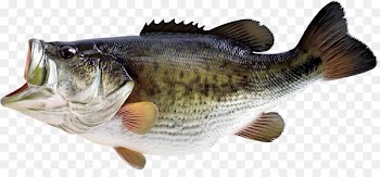 Bass fishing Largemouth bass - fish 