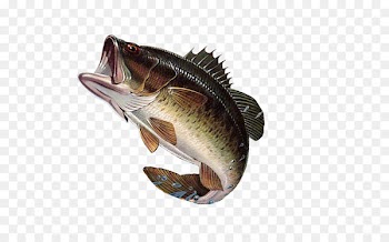 Bass fishing Largemouth bass - large mouth bass 
