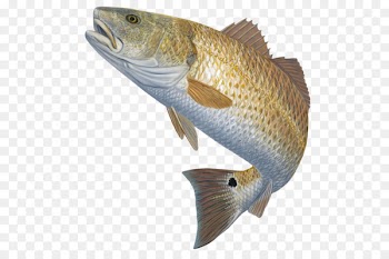 Bass fishing Red drum Fly fishing - bass 