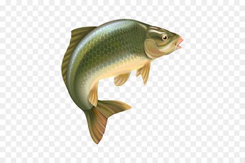 Bass The Carp: Biology and Culture Carp fishing Common carp - Fishing 