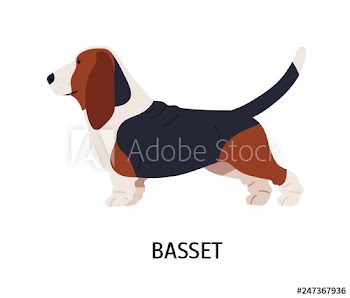 Basset Hound