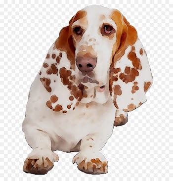 Basset Hound Dog breed Companion dog Spaniel -  