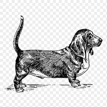 Basset hound dog png drawing | Free PNG - rawpixel