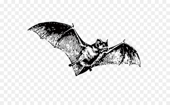 Bat Black and white Clip art - bat 