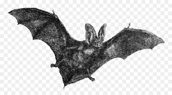 Bat Drawing Clip art - Vampire 