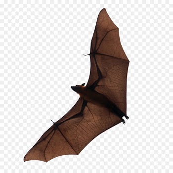 Bat Flight Download - bat 