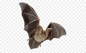 Bat Flying mammals Ni - Clear bat 